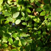 Blaubeere