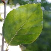 Buchenblatt
