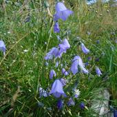 Rundblättrige Glockenblume